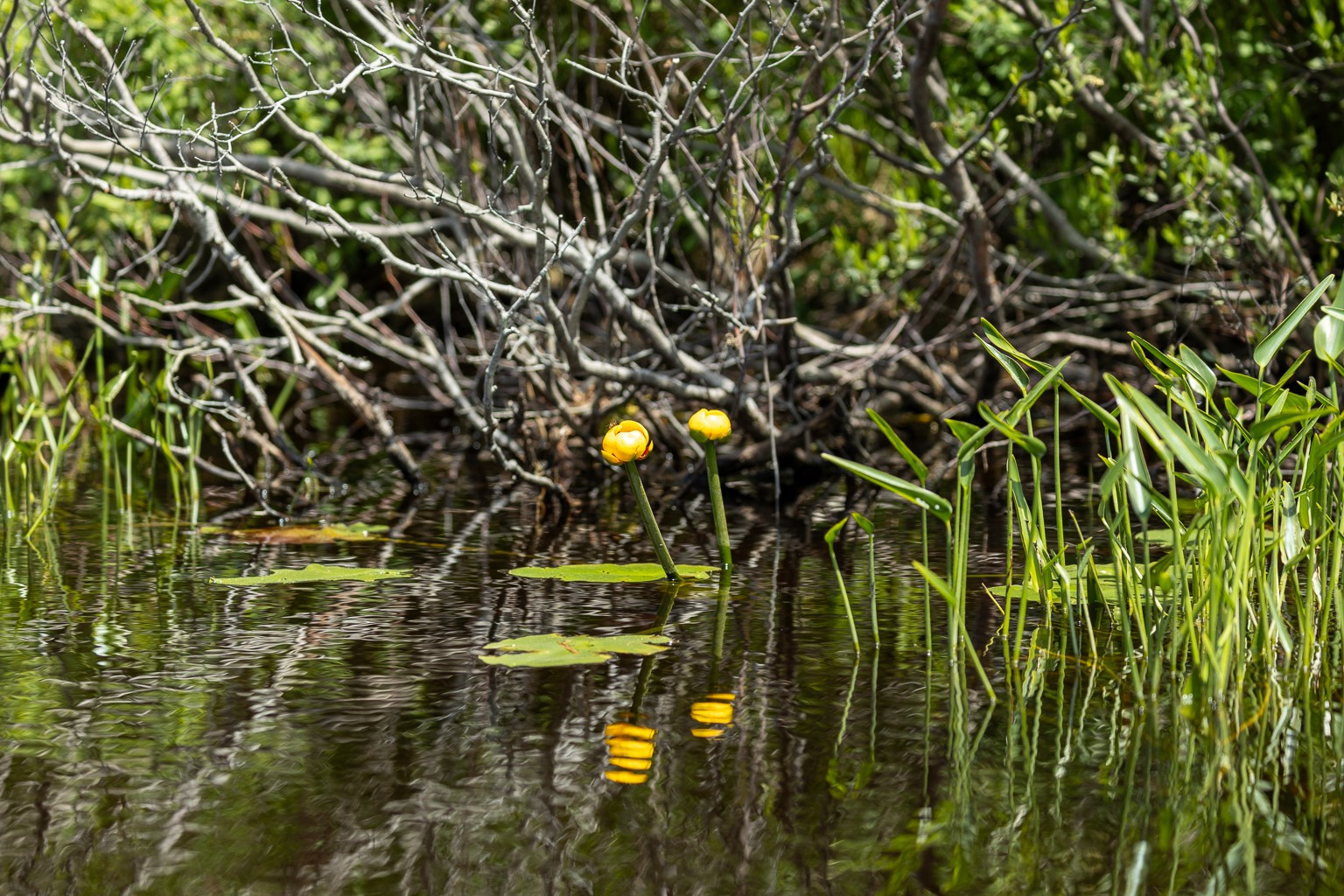 Yellow lilies in East Branch Nackawic Stream