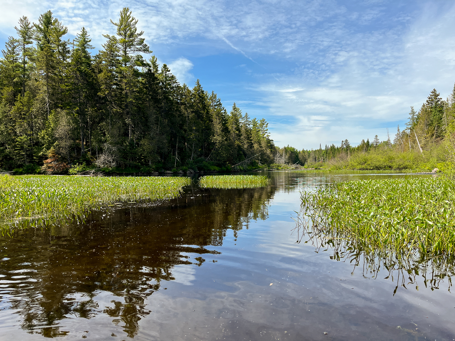 The marsh at one end of the deadwater on East Branch Nackawic Stream