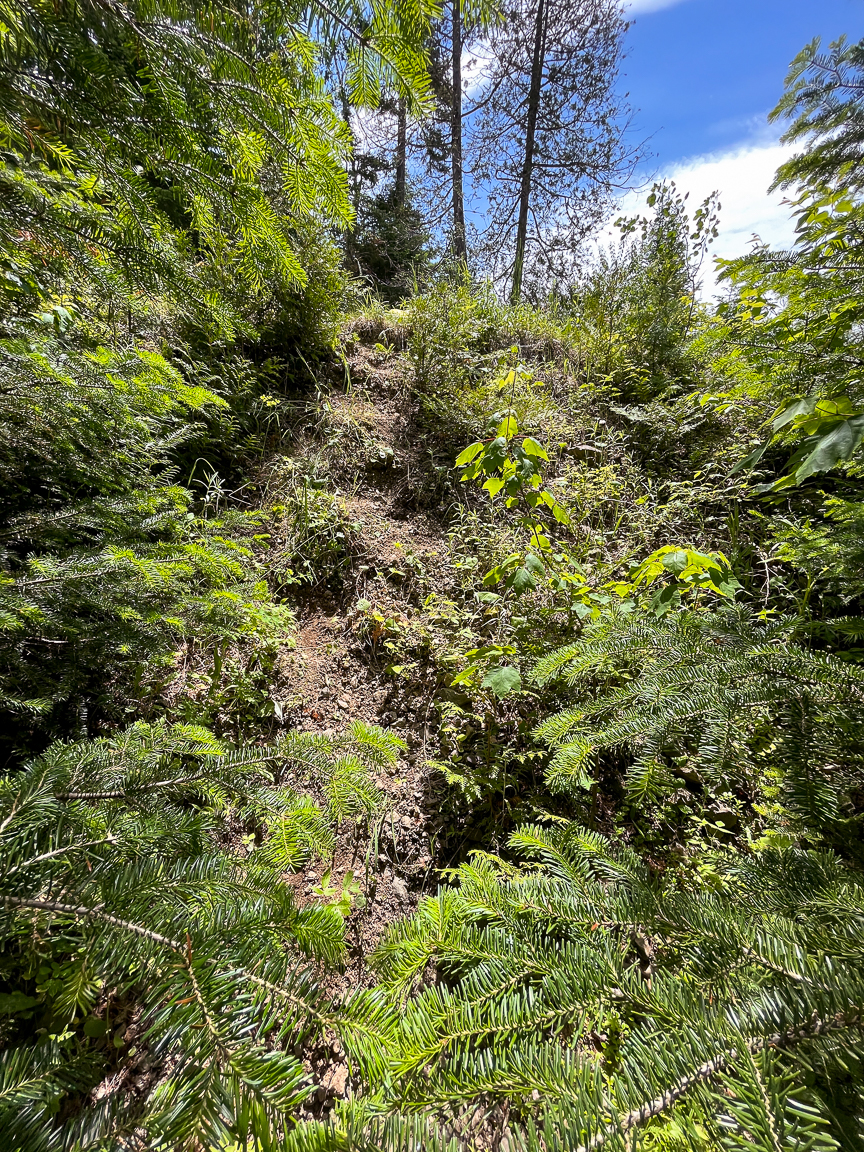 The rough trail down to East Branch Nackawic Stream