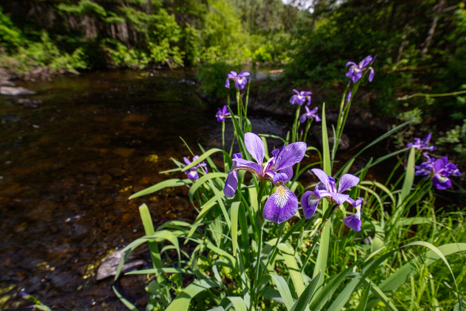 Blue Flag Iris along East Branch Nackawic Stream