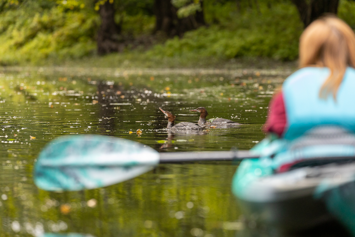 En admiration devant les harles bièvres en train de pêcher dans le chenal à côté de l’île Barker’s dans la rivière Nashwaak