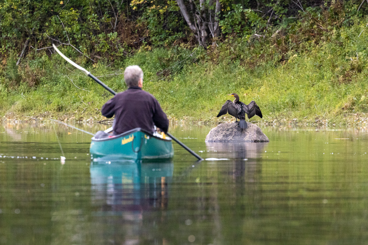 Pêcheur et cormoran dans la rivière Nashwaak