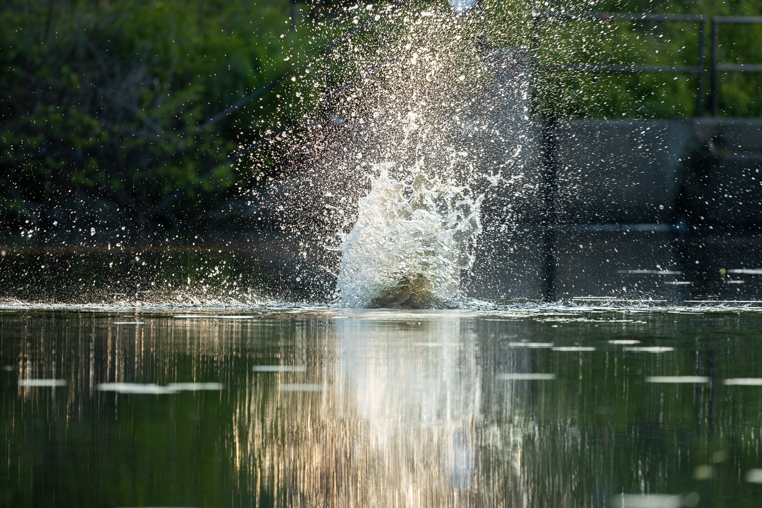 A beaver smashing its tail on the water in Hay Brook at North Lake Provincial Park