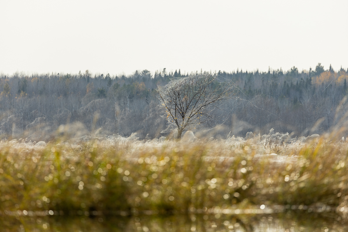 Thick spider webs on the grass and trees in the wetlands where Sunpoke Lake flows into Sunpoke Creek