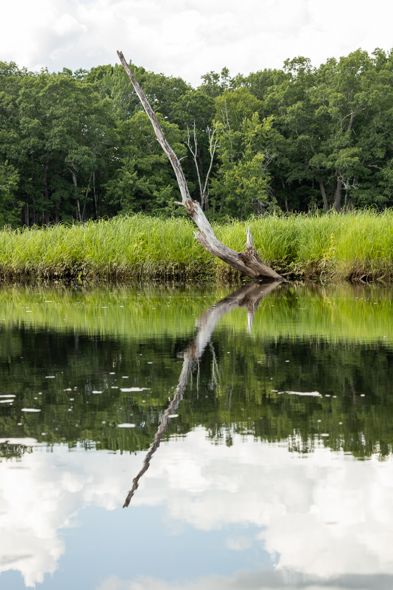 A dead hardwood falling into Rusagonis Stream