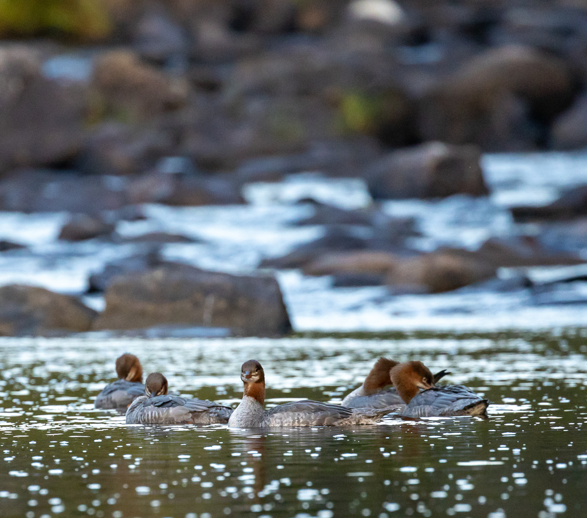 Mergansers in Shogomoc Cove