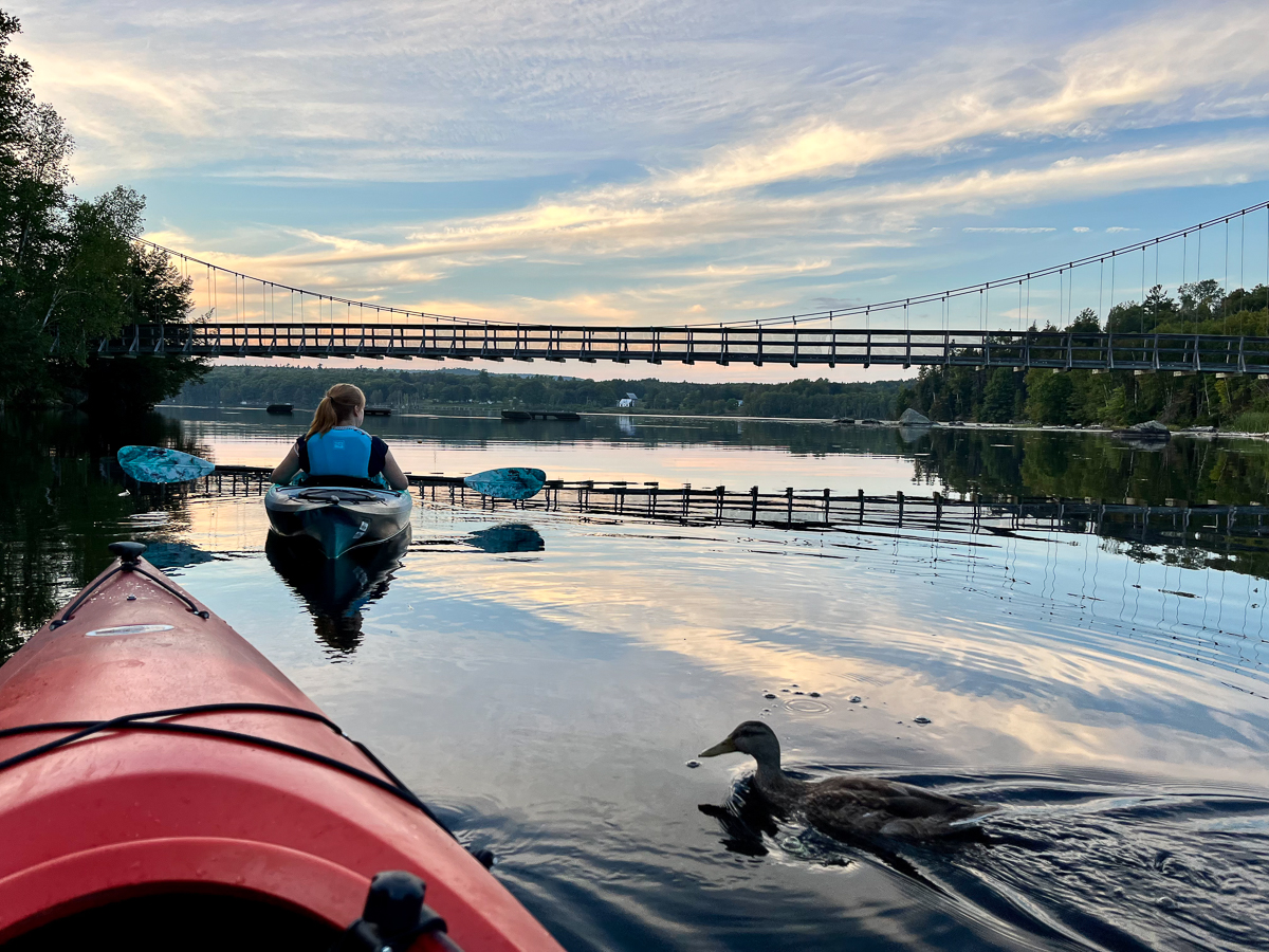 Friendly ducks at the Shogomoc walking bridge