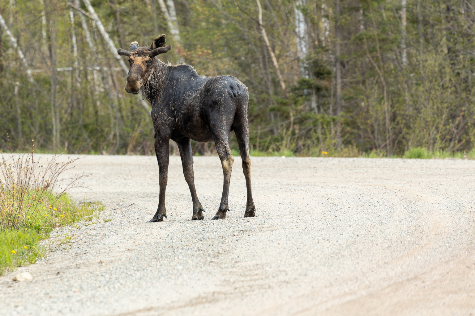 A bull moose on the road to Guagus Lake